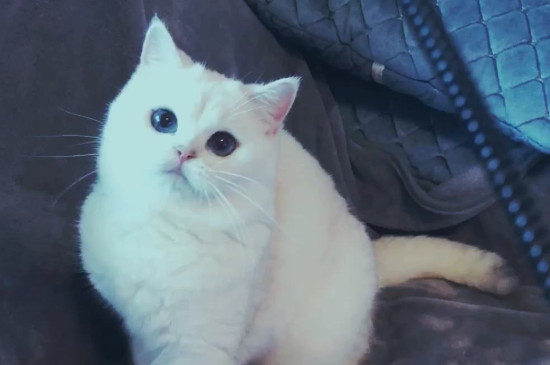 猫有月经吗