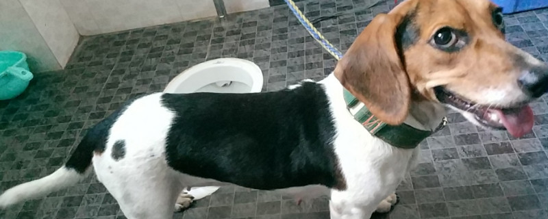 家里适合养比格犬吗