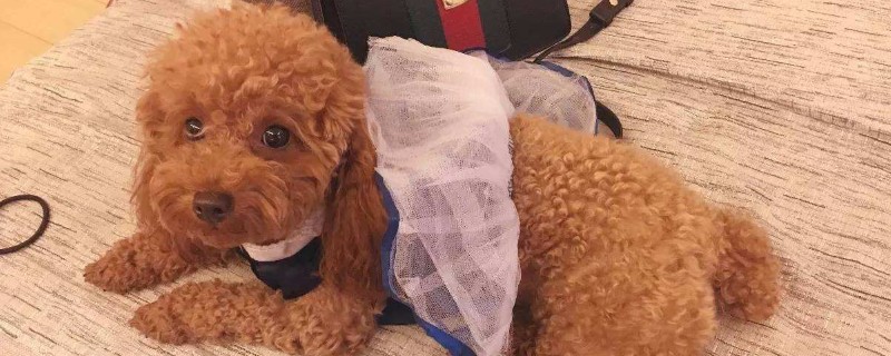 狗狗能吃火龙果吗红心的