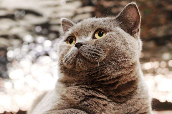 猫能活多少年
