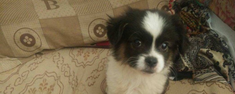 蝴蝶犬多少钱一只