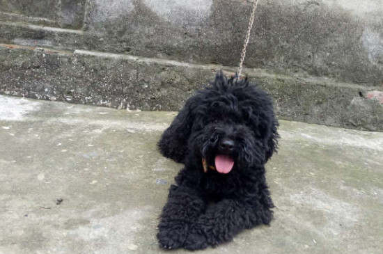 黑犬都有什么品种