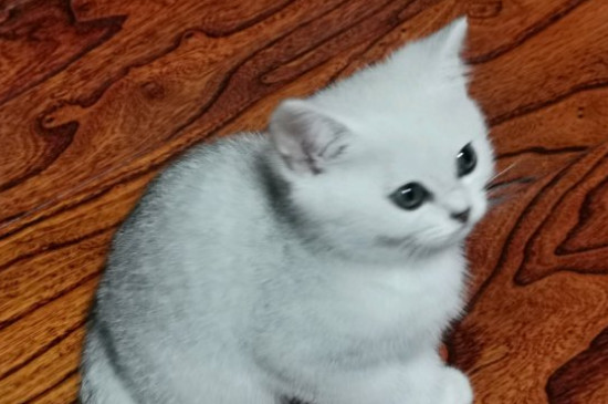 猫咪拉水便怎么办