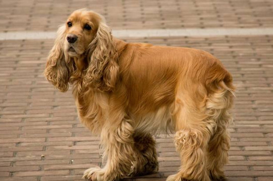 英国可卡犬的优缺点