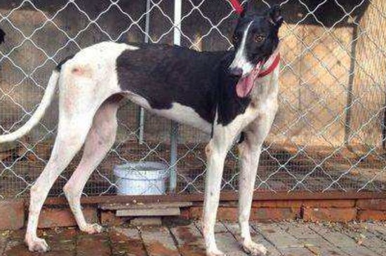 格力犬发情是什么样子，格力母犬发情期的3种表现