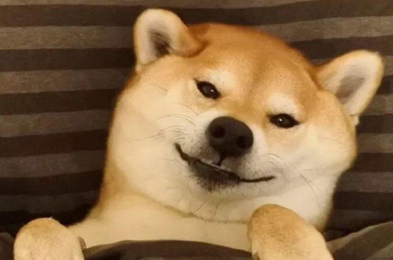 柯基和柴犬的区别，3个方法教你轻松从外貌分辨