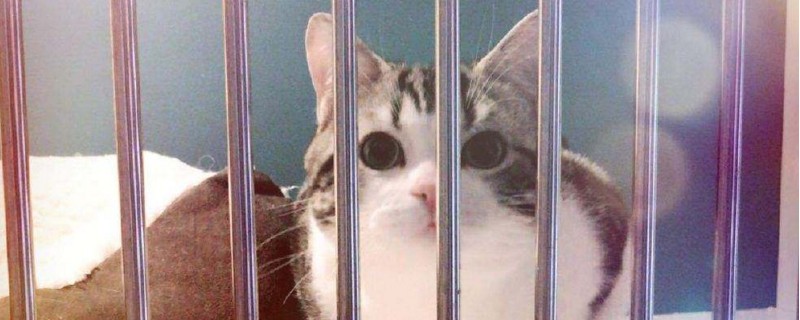 猫鼻子发白