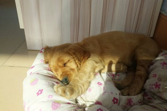 狗狗几天睁眼