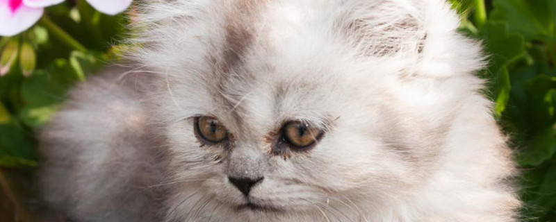 波斯猫不吃不喝的原因