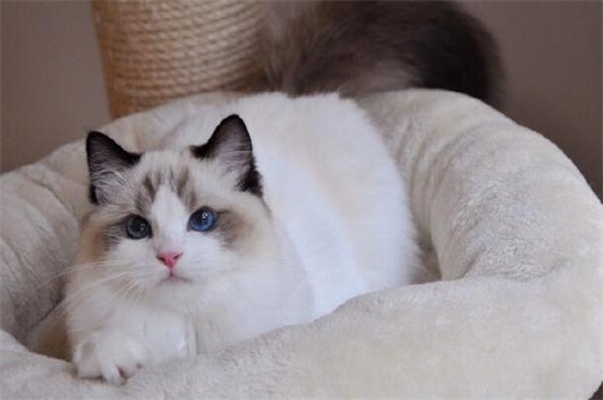 布偶猫一天吃几顿，布偶猫一餐吃多少克