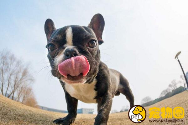 盘点五类斗牛犬，中国斗牛犬也曾红极一时(如今濒危)