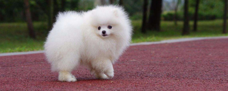 狗狗怎么训练才听话