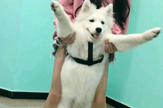 七个月的萨摩还长个吗