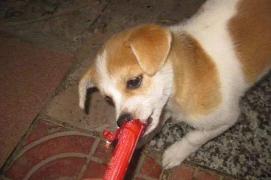 狗狗能吃火腿肠吗