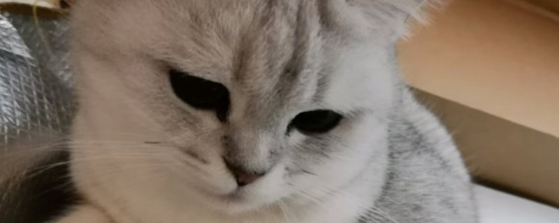 猫为什么会吐