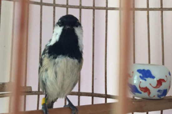 贝子鸟不发口怎么办