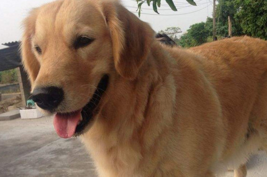 适合家养的大型犬