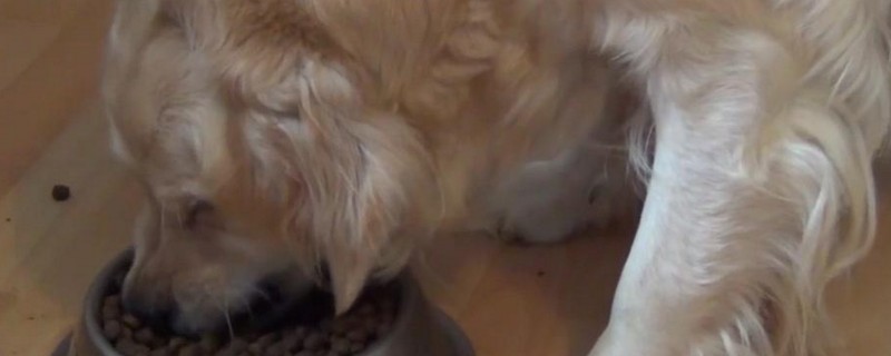狗狗护食怎么办