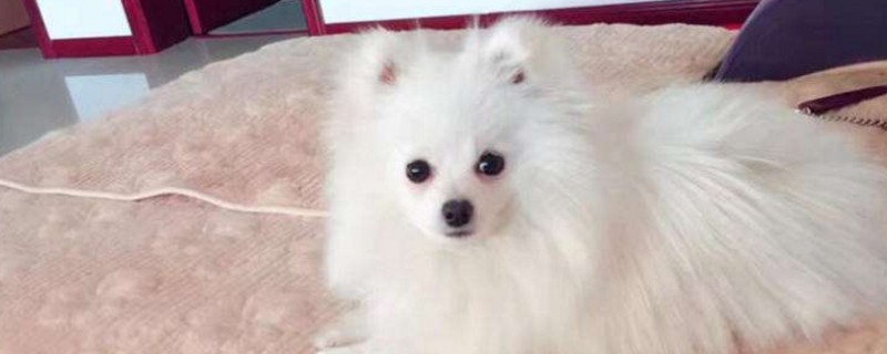 小狗尿频一会尿一点