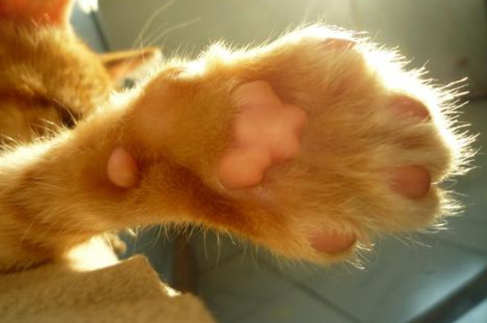猫咪不乖咬人老叫怎么办，饿它训它拍笼子吓唬它