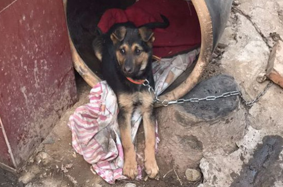 狗狗得犬瘟的初期症状