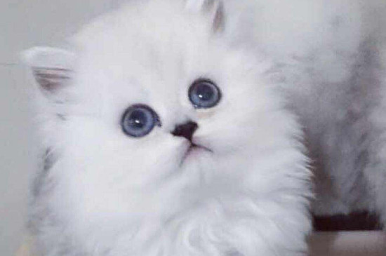 猫发情了怎么办