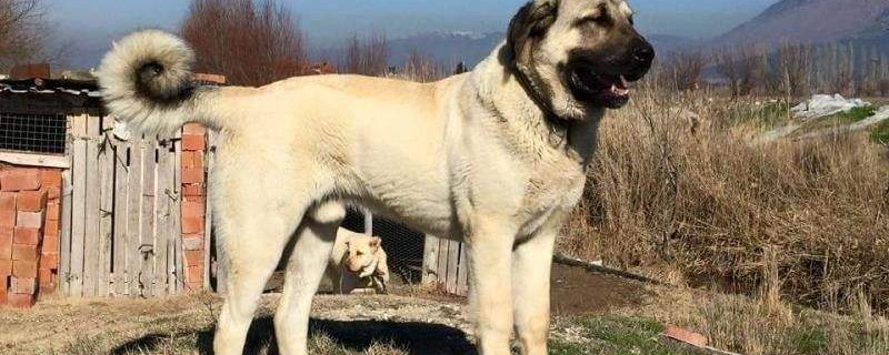 坎高犬到成年要多久