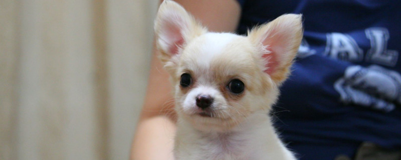 幼狗怎么养幼狗怎么养