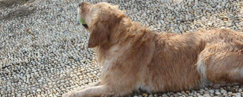 狗狗假孕该怎么处理