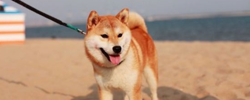 不养日本柴犬的理由