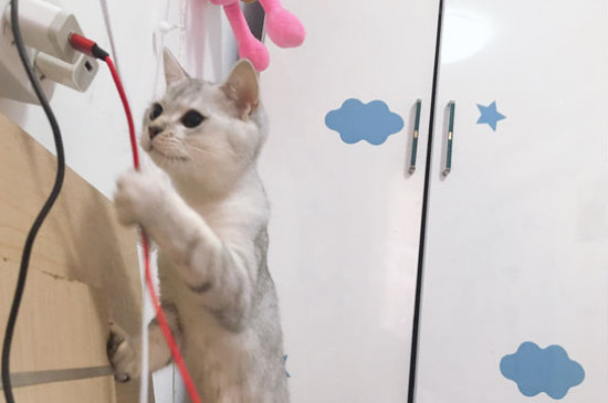 怎么给猫洗澡