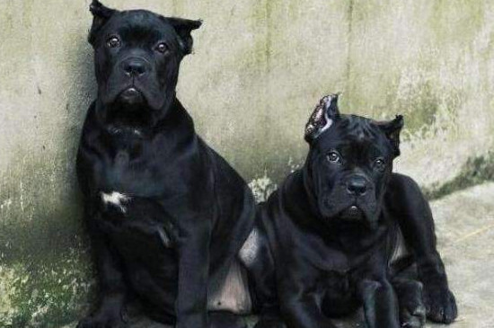 卡斯罗犬怎样训练