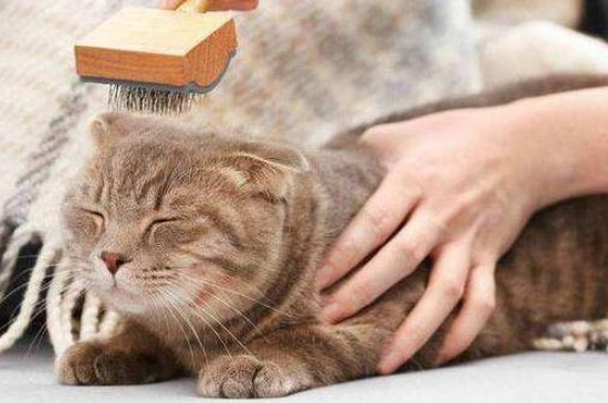 小猫掉毛怎样处理