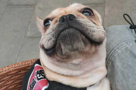 法斗犬多大可以配种