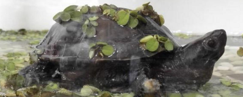 草龟墨化征兆
