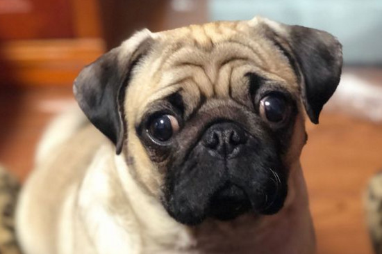 巴哥犬怎么看纯不纯