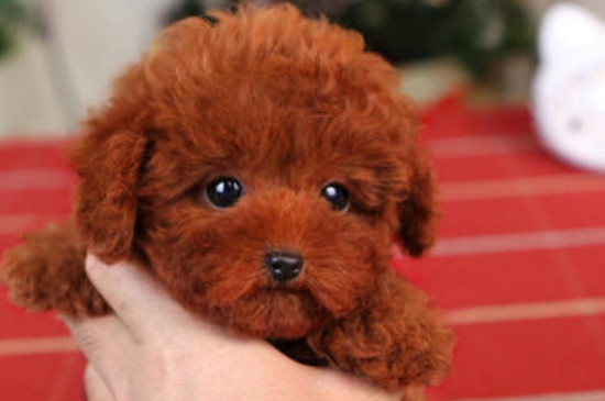纯种茶杯泰迪犬多少钱一只，真泰迪茶杯狗价格在8000元以上