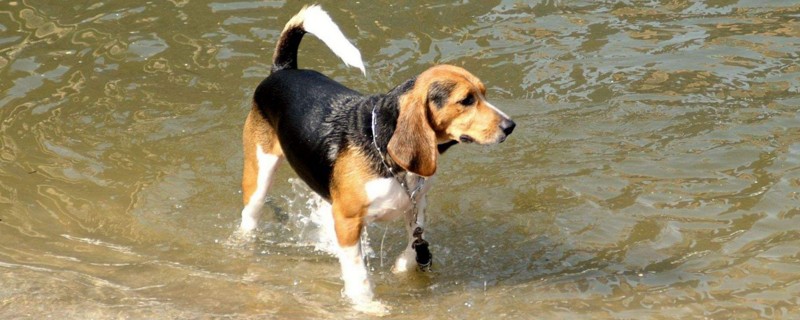 比格犬优缺点