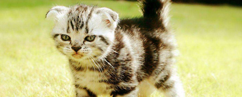 谁养谁后悔猫美短