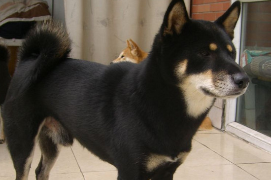 什么颜色的柴犬最贵