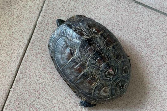 乌龟吃什么食物