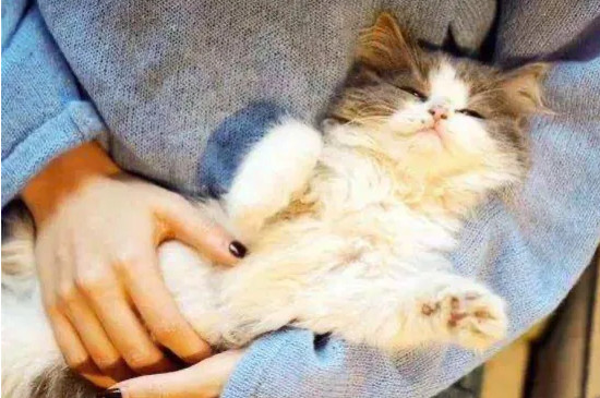 猫咪蹭人是什么意思