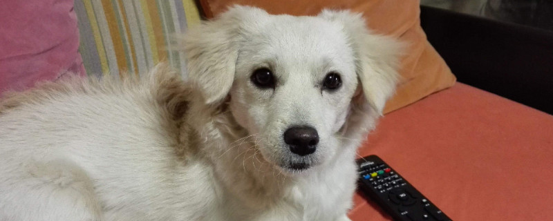 狗狗体外驱虫后要注意什么