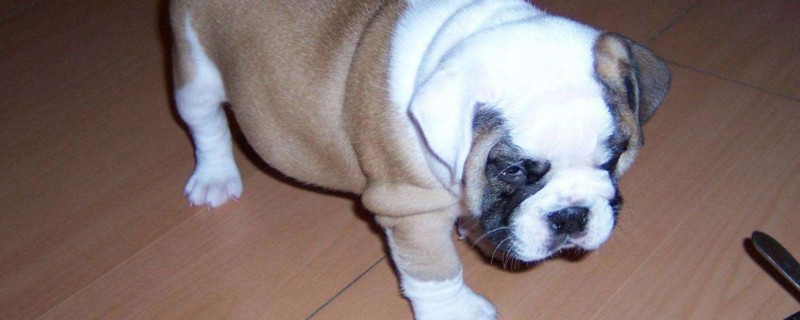 英国斗牛犬适合家养吗