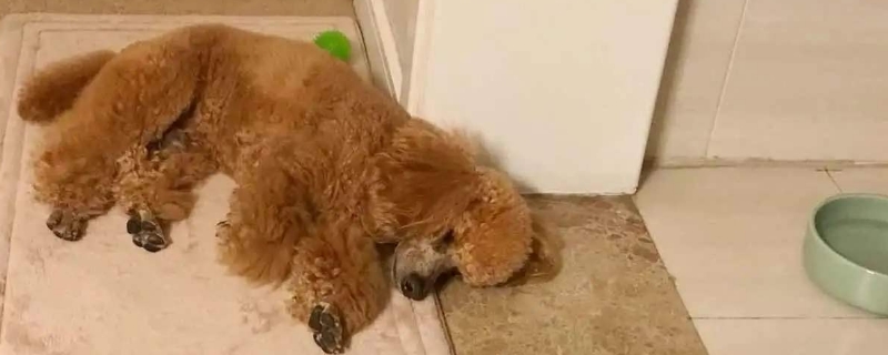 狗狗突然乱叫抽搐死亡