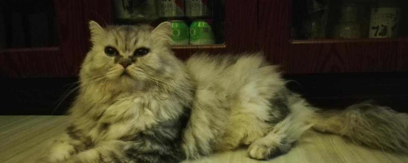 猫肠胃炎症状