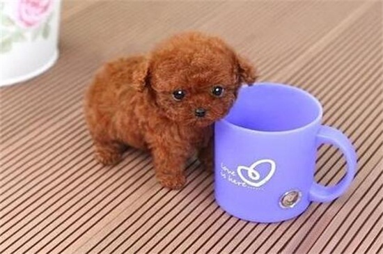 茶杯泰迪犬能活多久，平均寿命在10～15年左右