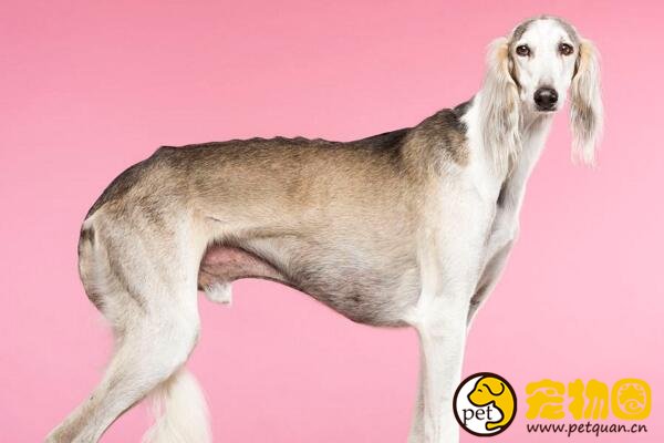 萨路基猎犬国内稀有，世界上极为珍贵的古老犬种