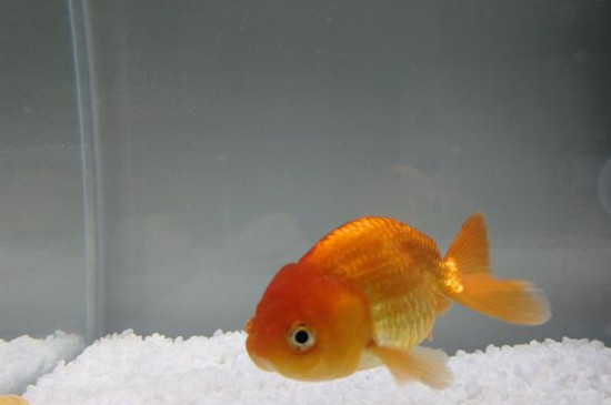 兰寿金鱼饲养技巧
