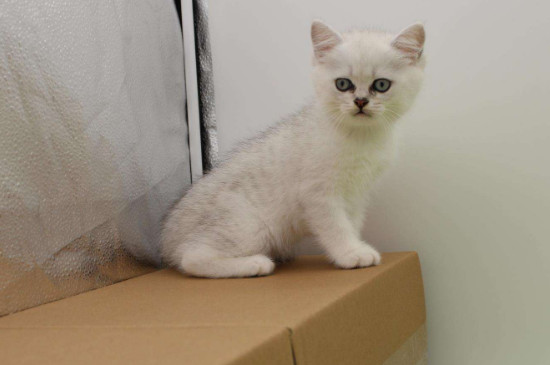 银渐层的猫品种是什么